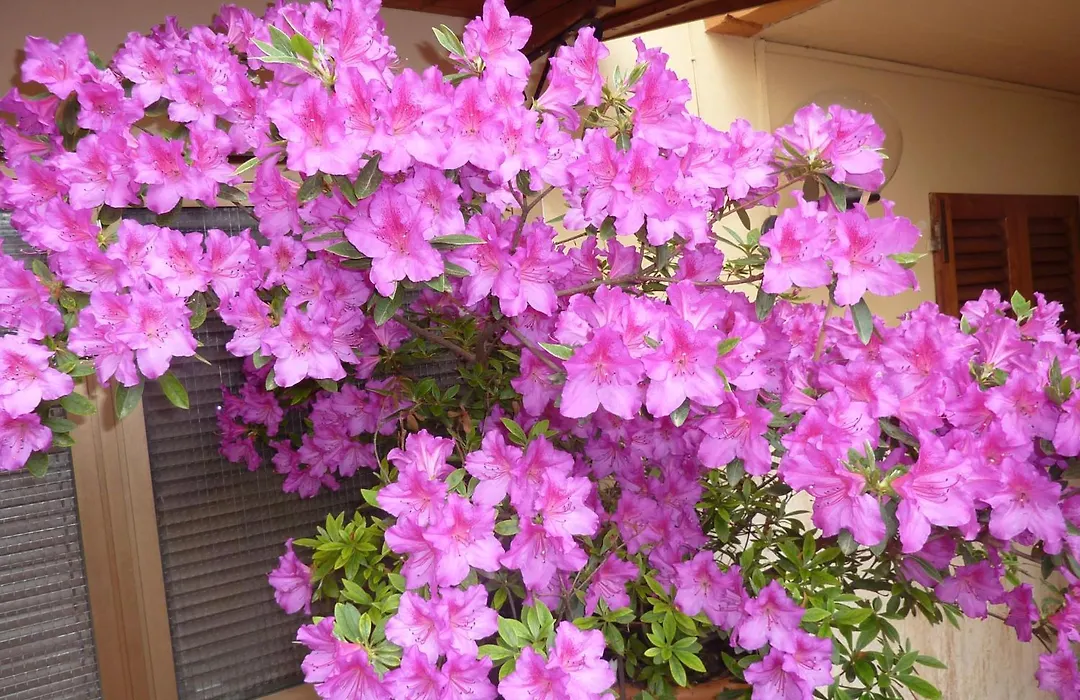 Primettahouse-1